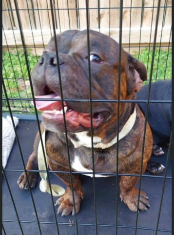 Brindle Micro Bully