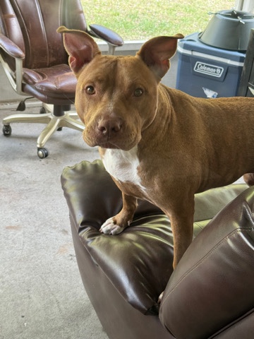 American Pit Bull Terrier – red nose pit