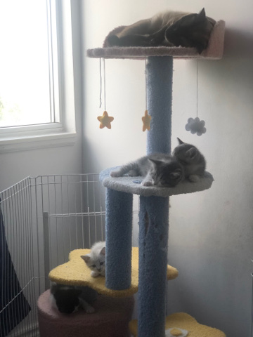 American Shorthair – Kittens for adoption