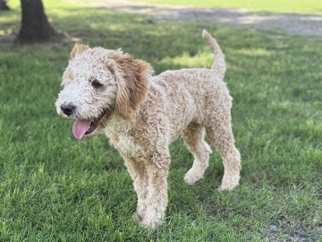 Goldendoodle – Friendly 6-Month-Old Goldendoodle Puppy – Wilson
