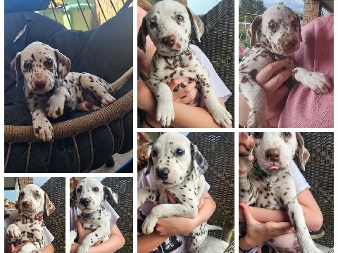 Dalmatian – Purebred Dalmatian Puppies – Holbrook
