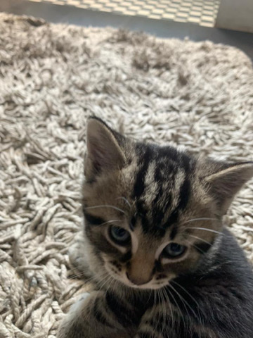 Russian White, Black and Tabby – 3 tabby kittens