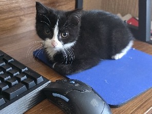 Beautiful Tuxedo Female Kitten – Lincolnshire