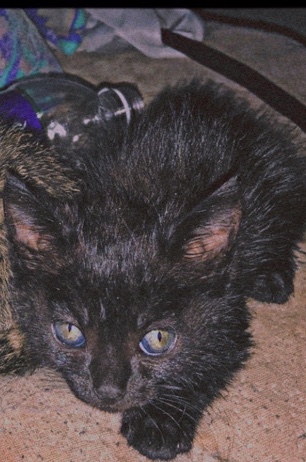British Semi-longhair – onyx