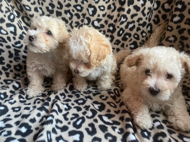 Poodle – adorable Toy Poodle Pups ❤️🐶