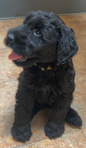 Giant Schnauzer – Giant Schnauzer Puppies