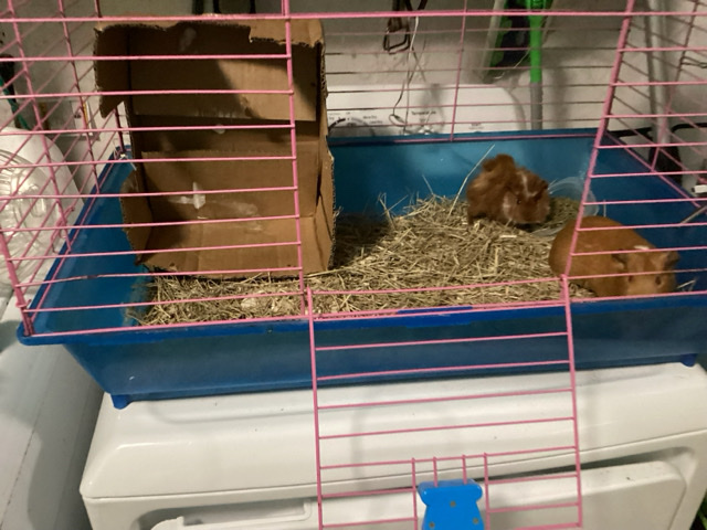 Any – 2 Guinea pigs with cage and some food