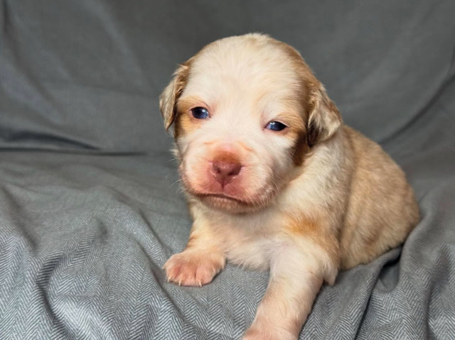 Miniature Australian Shepherd – Red Merle Minature Australian Shepherd – San Diego