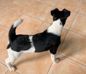 Fox Terrier (Smooth) – Smooth Fox Terrier Puppy