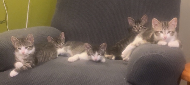 American Shorthair – Kittens for Sale!