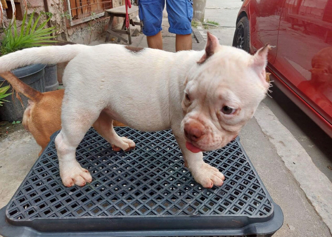American Pit Bull Terrier – pets bull