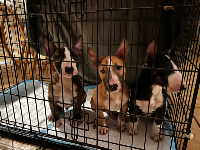 Bull Terrier (Miniature) – Mini bull terrier pups