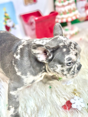 French Bulldog β bring him home for the holidays ππ