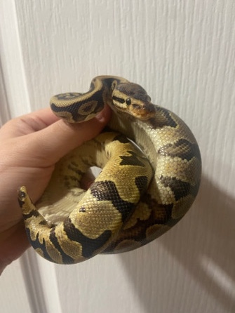 Female Ball Python