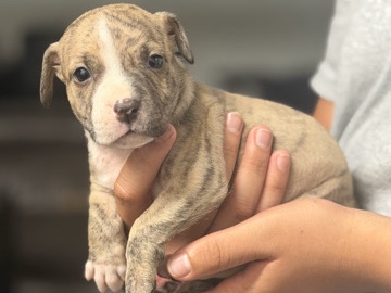 American Pit Bull Terrier – Pitbull Puppies (Gottiline/American) – Māʻili