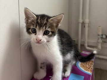 Russian White, Black and Tabby – kittens – Portsmouth