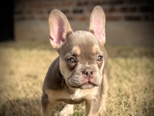 sweet Isabella Tan Point 