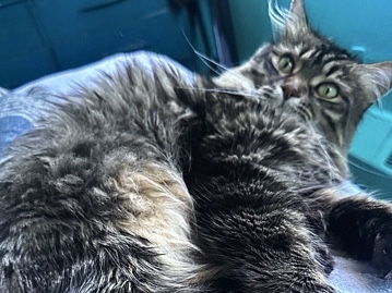 Siberian – Siberian cat – Toronto