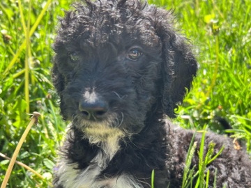 Goldendoodle - golden doodle puppy available for adoption in Hickory Hills
