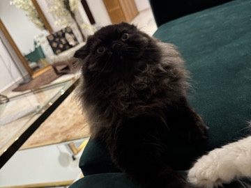 Persian (Traditional) - cute cat available for adoption in Dubai