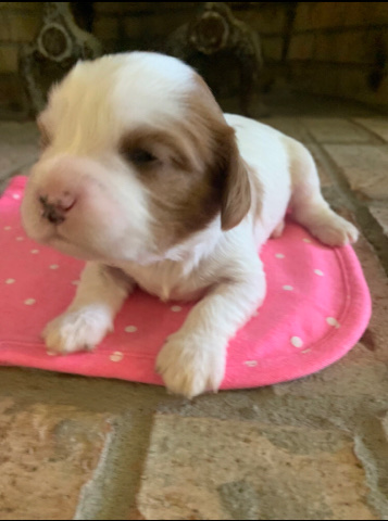 Cavalier King Charles Spaniel – Akc champ dolly