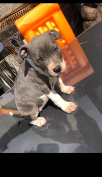 Yorkshire Terrier – xl staffies need gone to a good home