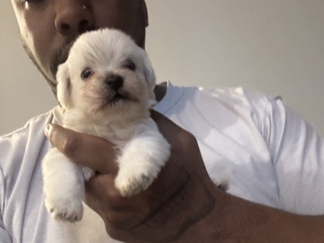 Maltese – Puppies for sale – New York