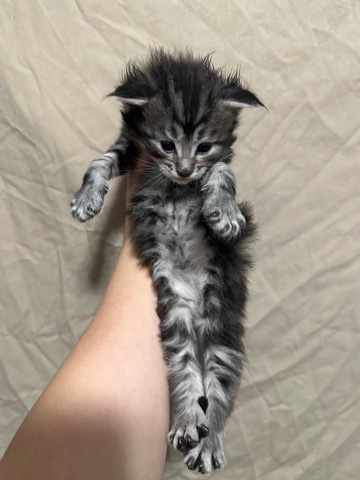Maine Coon – Purebred Maine **** kittens