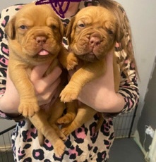 Dogue de Bordeaux – Dogue de Bordeaux puppies