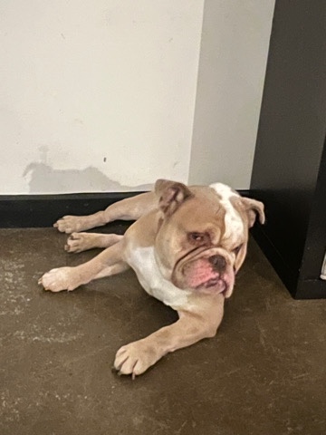 Bulldog – Miniature English Bulldog