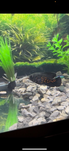 tiger oscar fish