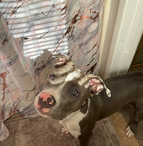 American Pit Bull Terrier – Female Pitbull