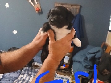 Chihuahua – Chihuahua Puppies – Las Vegas