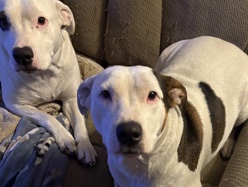 free staffordshire terriers