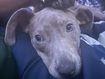 American Pit Bull Terrier – Zoe – Lithia Springs