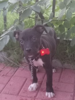 Staffordshire Bull Terrier – Staffordshire Bull Terrier Pup
