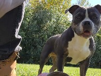 Bull and Terrier – Mia Dolce – Merrillville