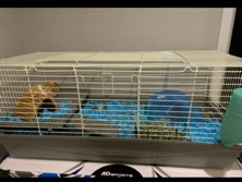 Guinea Pig – 3 Femal Guniea Pigs & Cage for Free! – Detroit