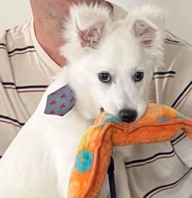American Eskimo Dog – 5 month old puppy looking for a new home
