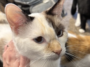 Colorpoint Shorthair – Very Sweet Female Colorpoint Shorthair Cat – 2 Years Old – Victorville – Victorville
