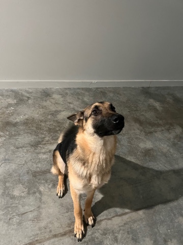 German Shepherd – Female German Shepard