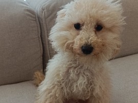 Poodle – Toy Poodle – Abu Dhabi