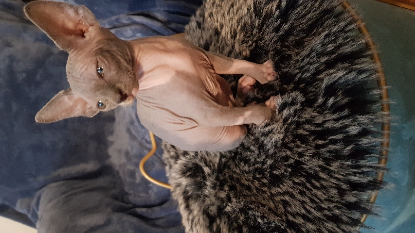 Sphynx – 1 female and 1 male Sphynx kitten to adopt