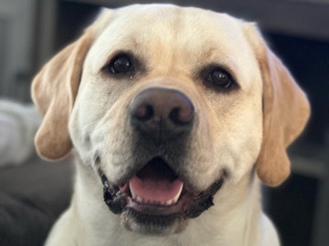Labrador Retriever – sweet Leo – Erie