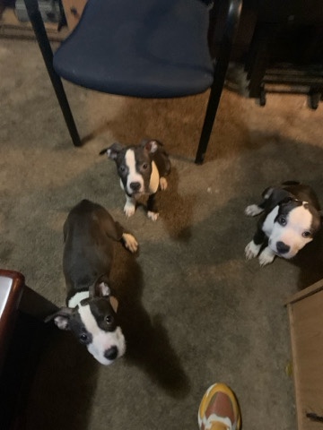 American Pit Bull Terrier – for sell