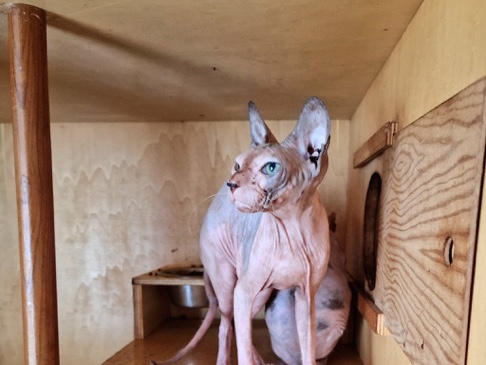 Sphynx – Gata Sphynx 6 meses – Batalha