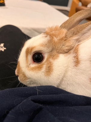 Mini Rex – Friendly Bunny for sale