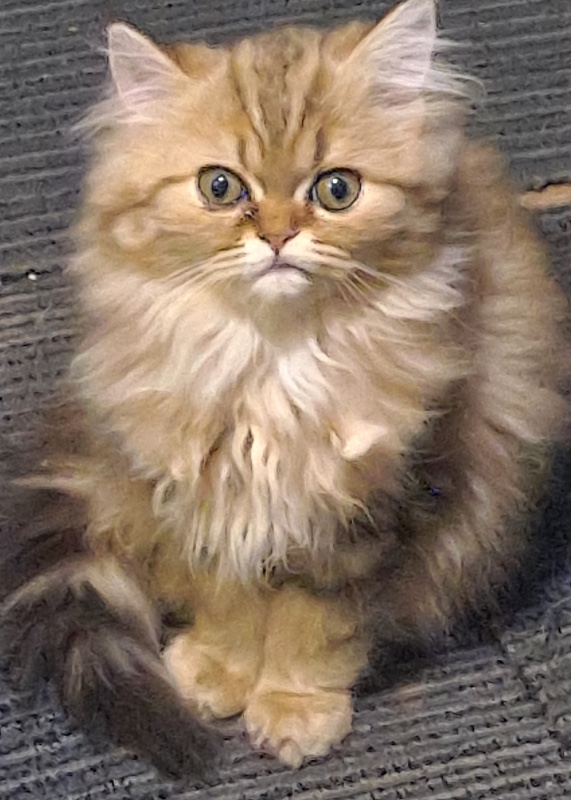 Persian (Traditional) – Pru the Persian Purrfection