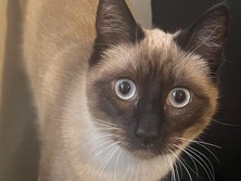 Siamese – Siamese – San Bernardino
