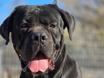 Cane Corso – Very sweet Cane Corso – Corona